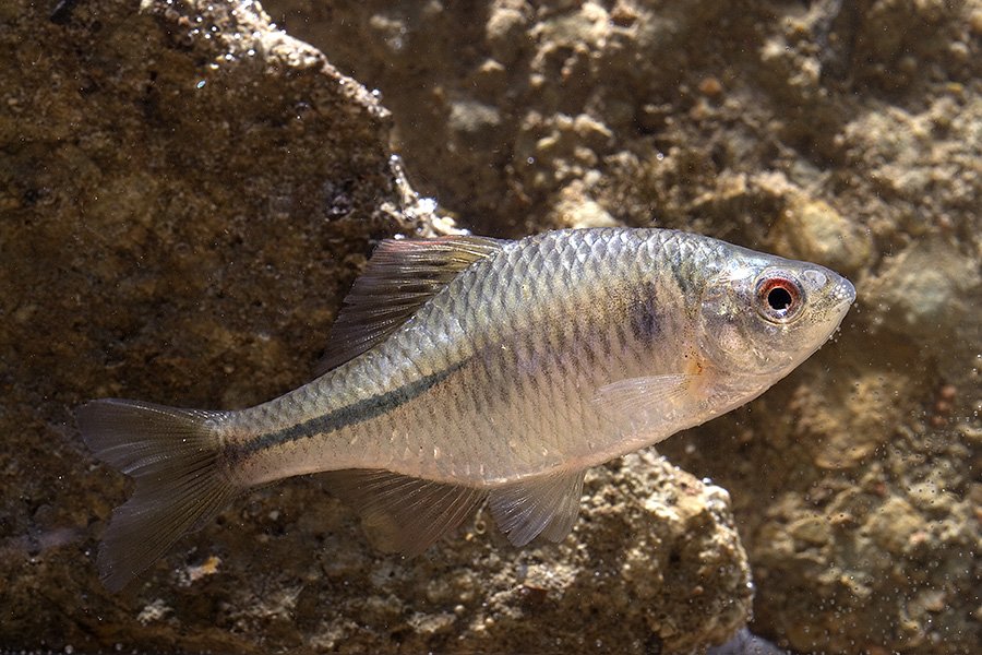 Poisson Bouvière